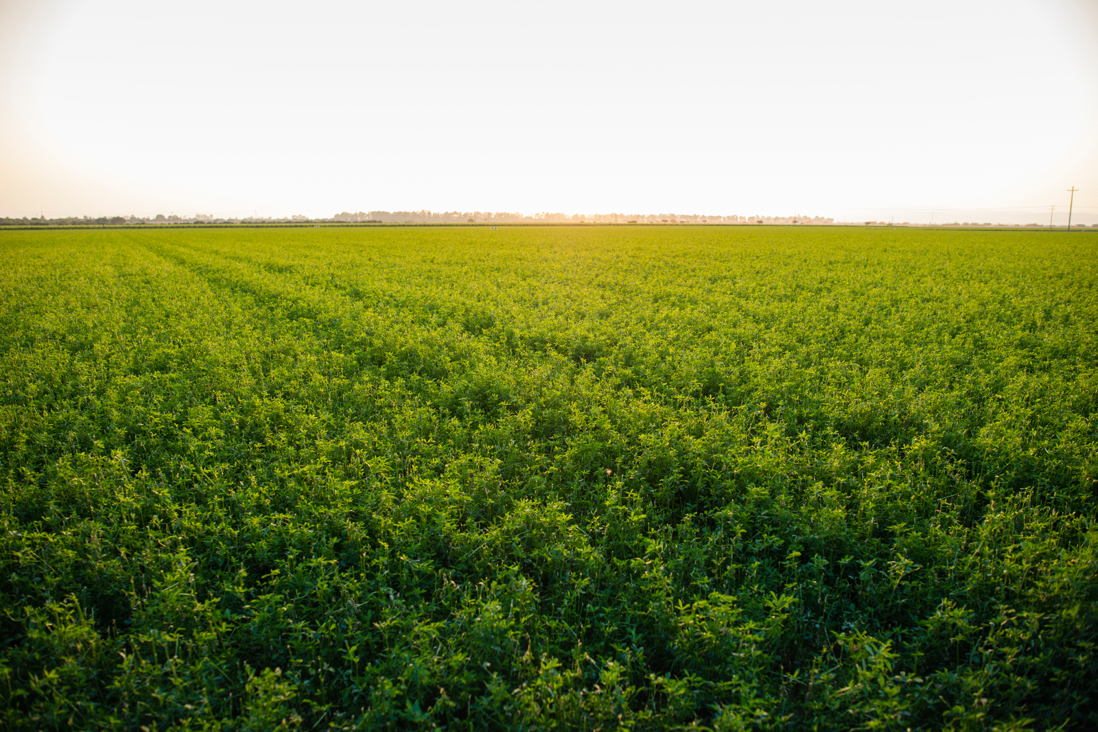 Transforming Agriculture: Maximizing Water Efficiency, Agricultural, and Environmental Benefits with Drip Irrigation and Alfalfa 