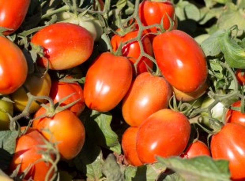 Processing Tomatoes