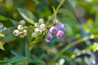 Blueberries