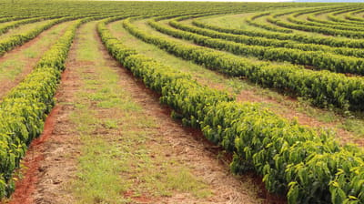 Digital Farming