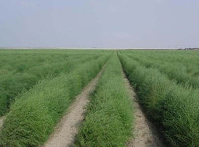 Asparagus Production