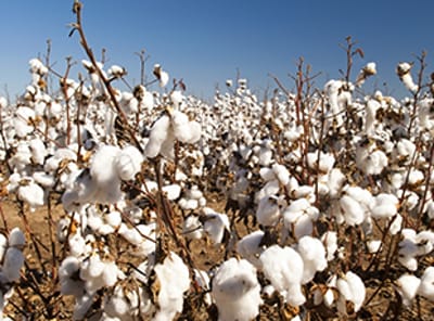 Cotton Production