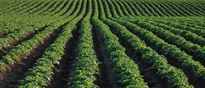 Precision irrigation for open field farms