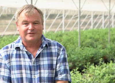 South Africa: Soilless Blueberries Protected From the Heat