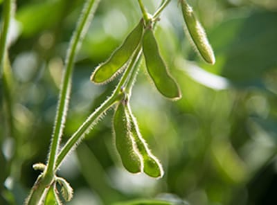 Soybean Production