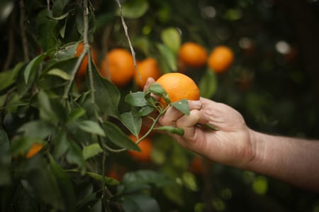 Harvest Season: A Season of Hope