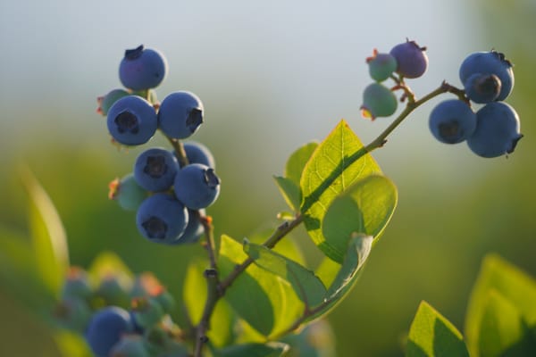 Blueberries