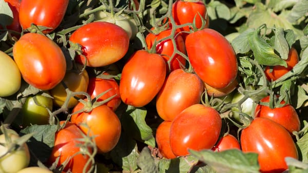 Processing Tomato