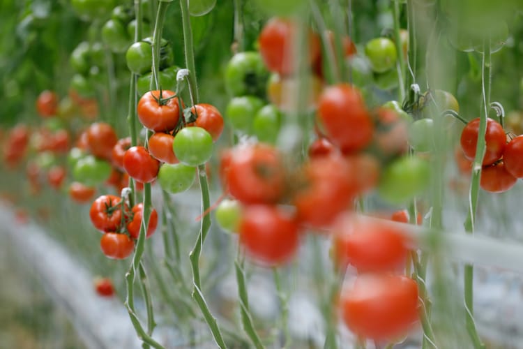 Banner Ensuring Food Security while optimizing CAPEX and OPEX