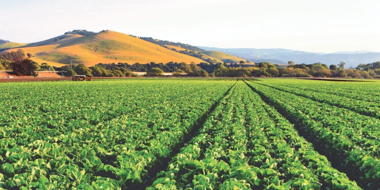 Growing Greener: Congratulations to our newest Sustainability Partners