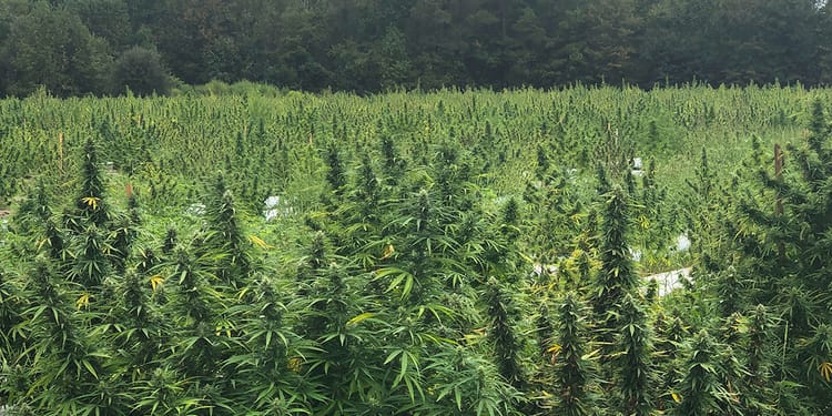 HEMP PRODUCTION WEBINARS