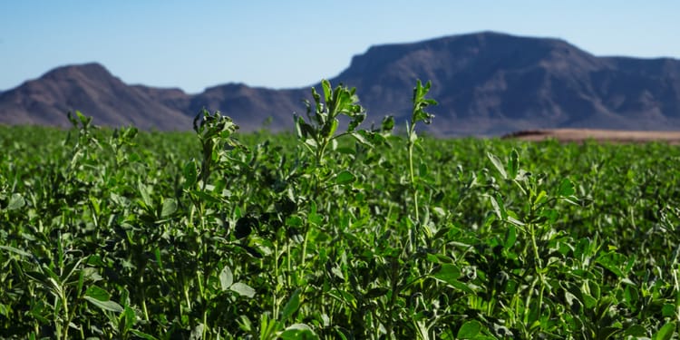 Funding Resources for Arizona Farmers