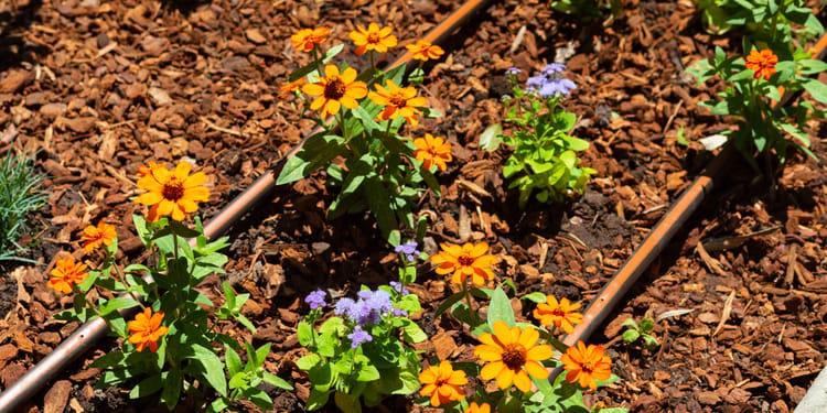 Commercial Drip Irrigation Solutions
