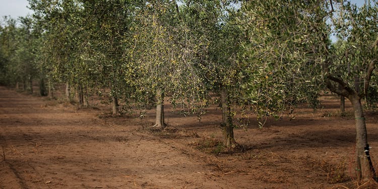 L'irrigazione il promotore della qualita' dell'olio