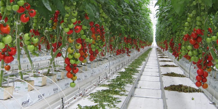 Scegli l'irrigazione giusta per i tuoi pomodori