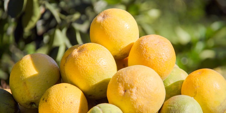 Solução para um cultivo saudável e produtivo