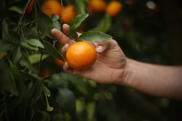 Citrus-Clementine