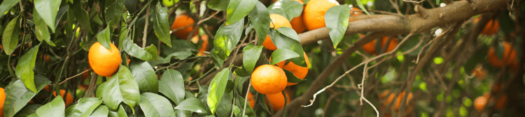Citrus