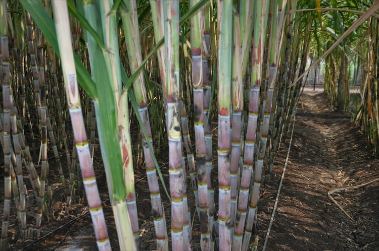 Sugarcane with Driperline