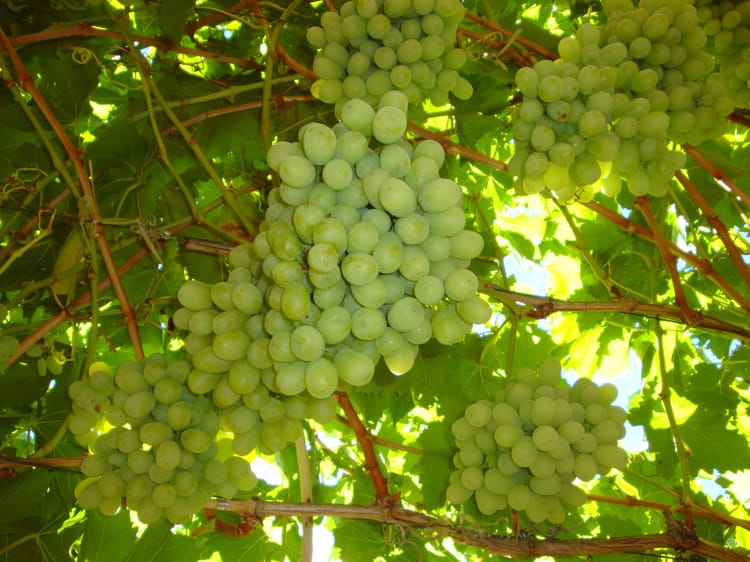 Grapes in South Africa - UniRam 2