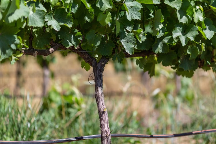 Vineyards in South Africa - Uniram 6