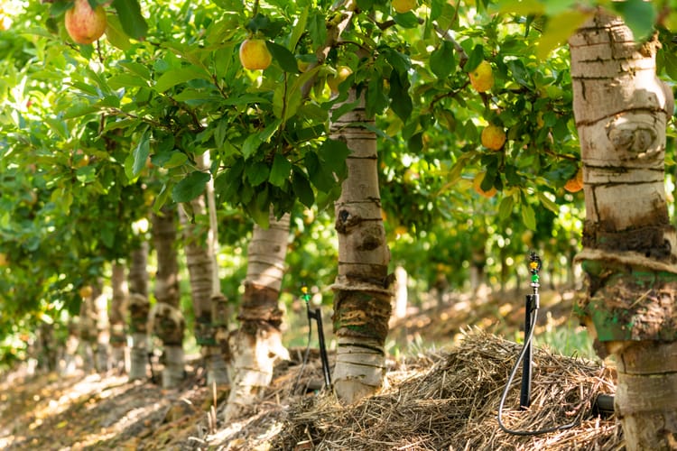 INNOVATION BY FARMERS, FOR FAMERS