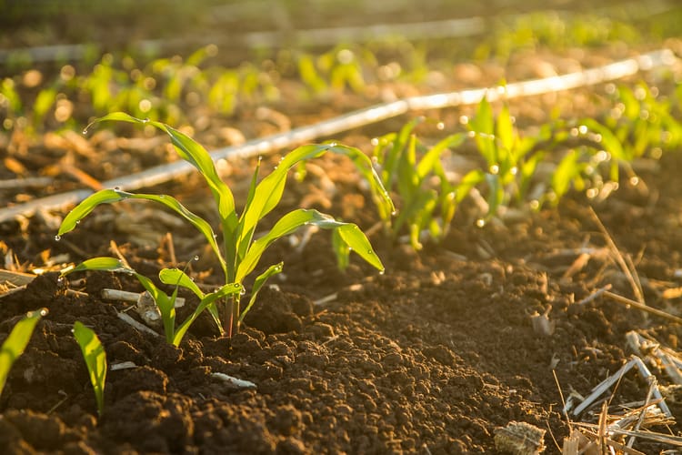 MONITOR EVERY BEAT OF YOUR CROPS