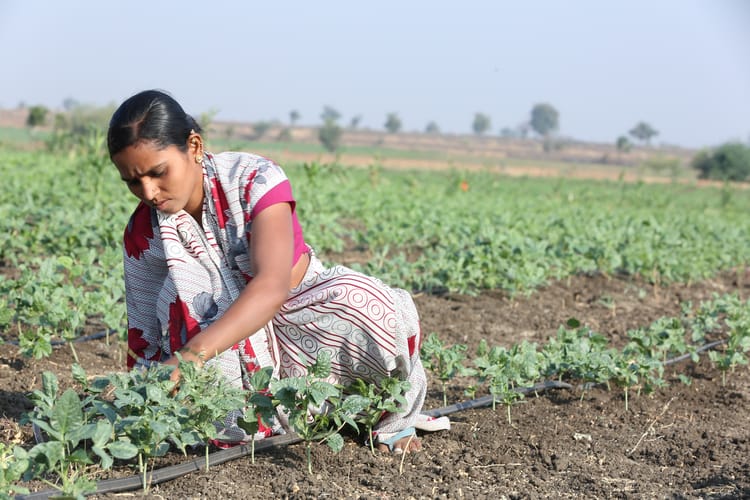 SUSTAINABLE AGRICULTURE