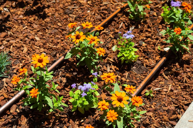 Commercial Drip Irrigation Solutions