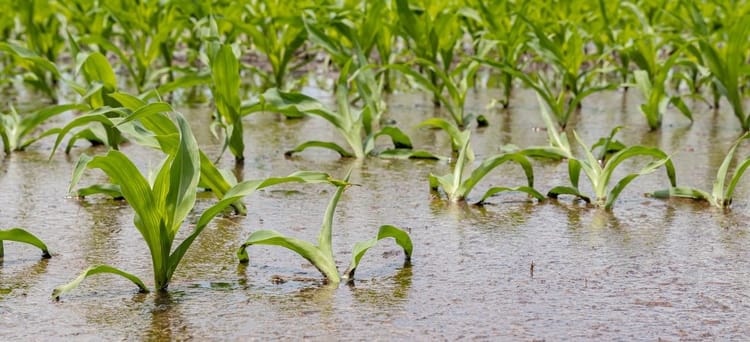 Banner Precipitation Alone Will Not Solve Our Water Crisis