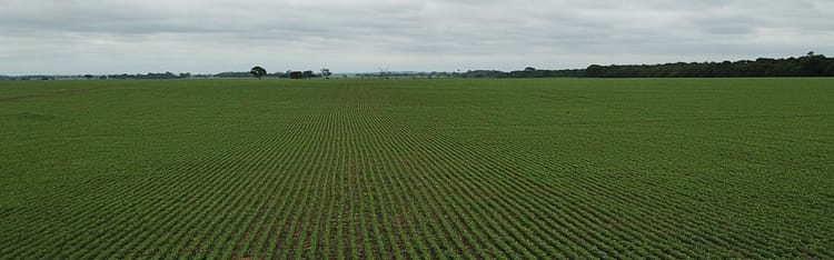 Banner From the Field: How California's January Rainfall Surge Impacts Agriculture