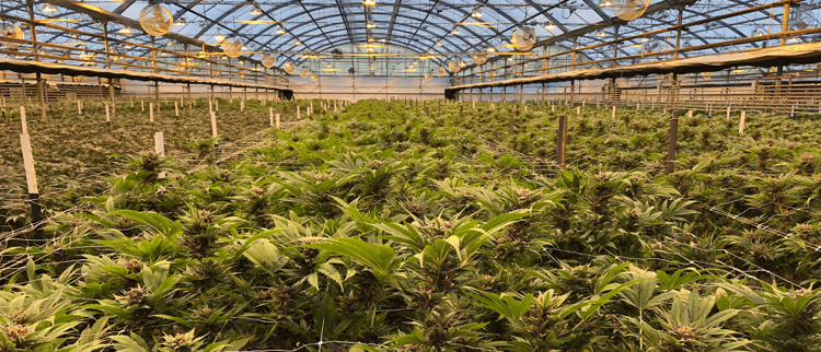 Banner Takeaways From MJBizCon 2022