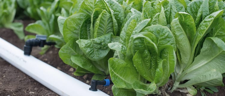 Tubería flexible para riego de precisión