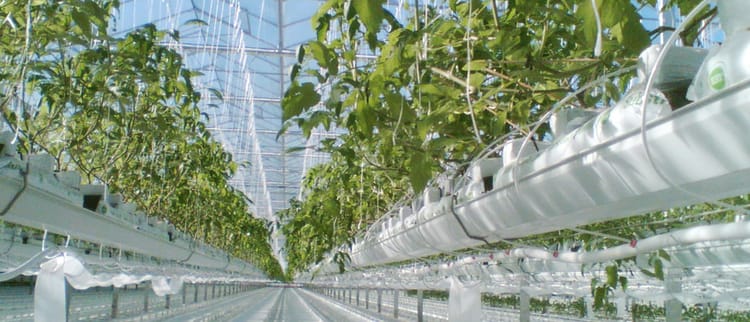 Soluções para cultivo protegido