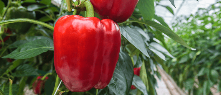 MONITOR EVERY BEAT OF YOUR CROPS