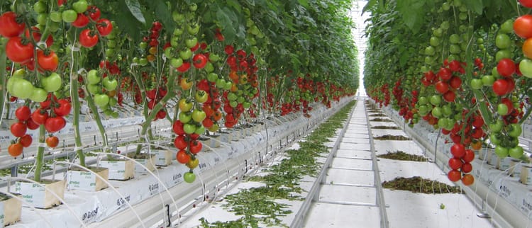 Scegli l'irrigazione giusta per i tuoi pomodori