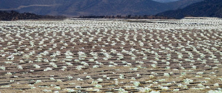 Driplines for Precision Mining