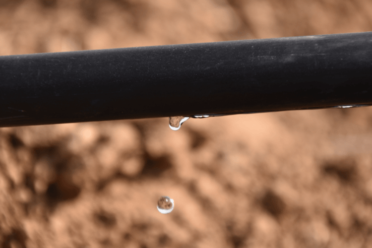 sustainable-agriculture