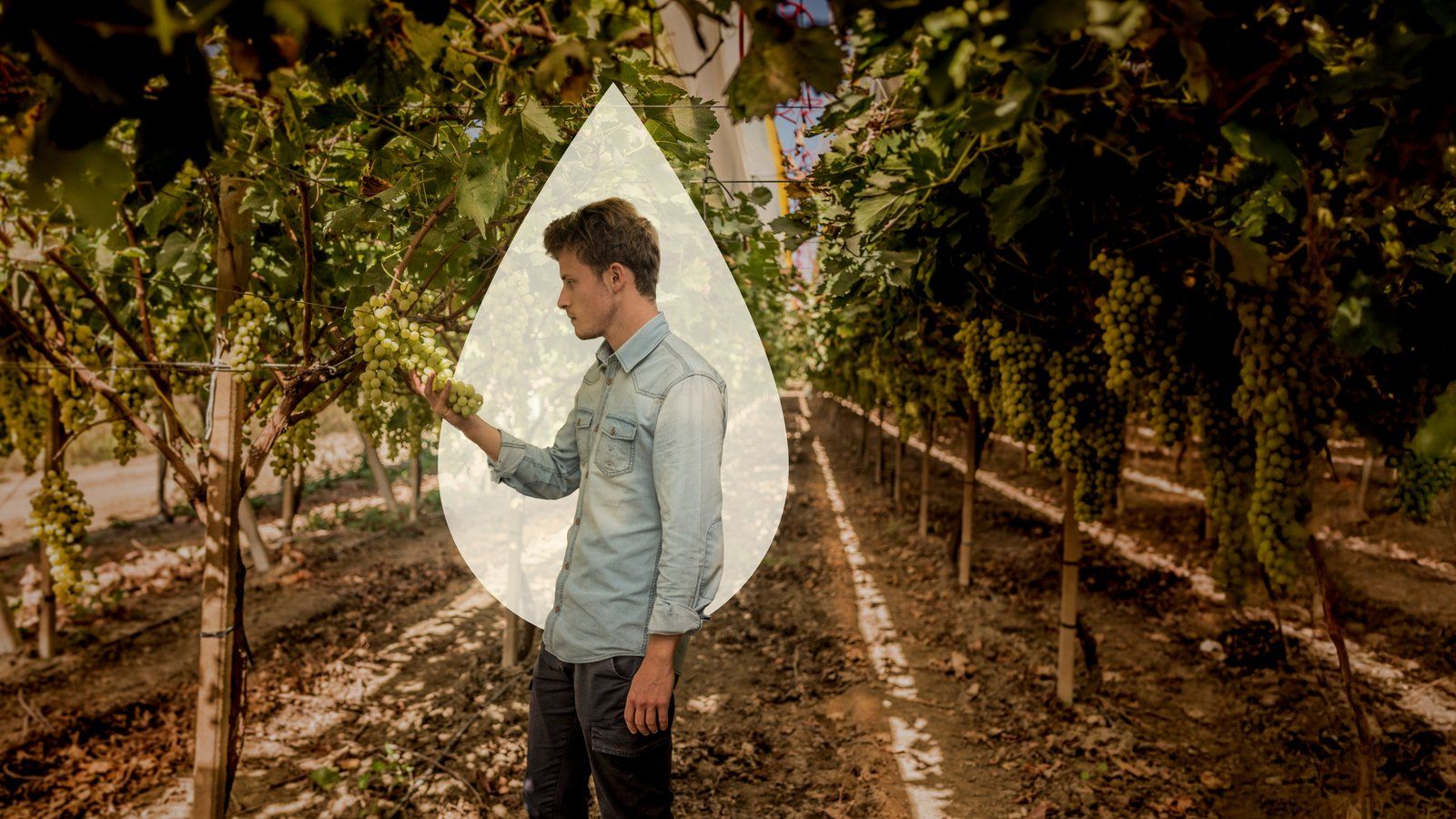 Netafim Helps Farmers Finance a Conversion to a More Efficient Drip Irrigation System