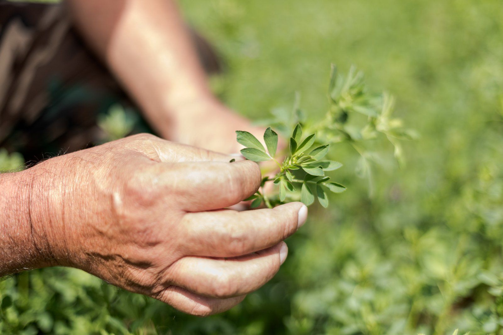 Alfalfa farm's big experiment could help Utah's water situation and the Great Salt Lake