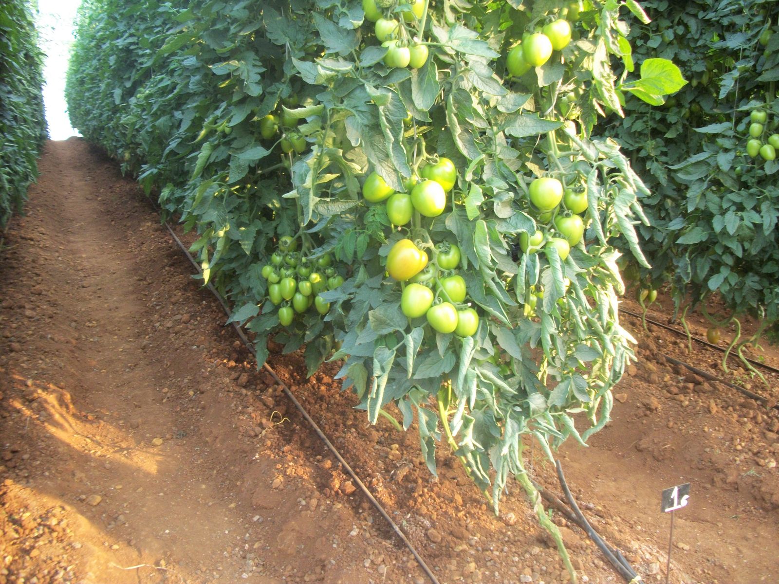 CropLife Retail Week: Special Netafim Edition