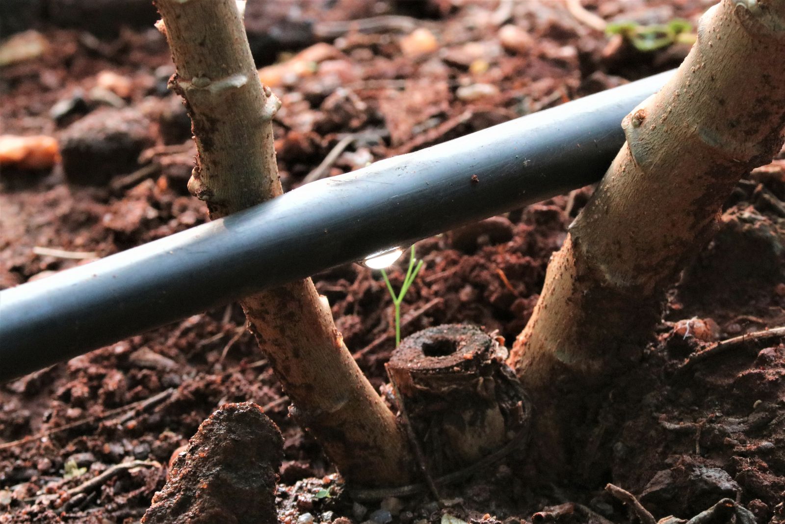 How Smart Irrigation Is Driving Better Decisions for Growers and Retailers