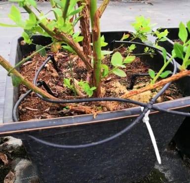 Kilimo and Microsoft team up to boost Calif. irrigation efficiency