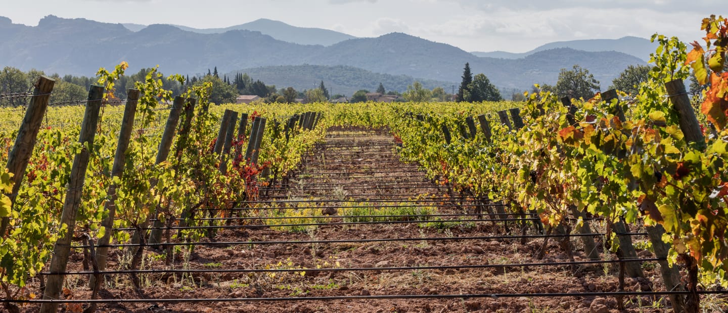 Precision irrigation for open field farms