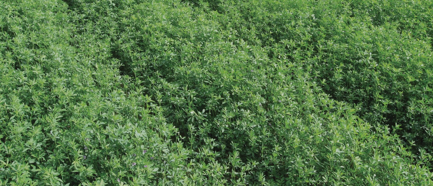 Precision irrigation for field crops and vegetable farms