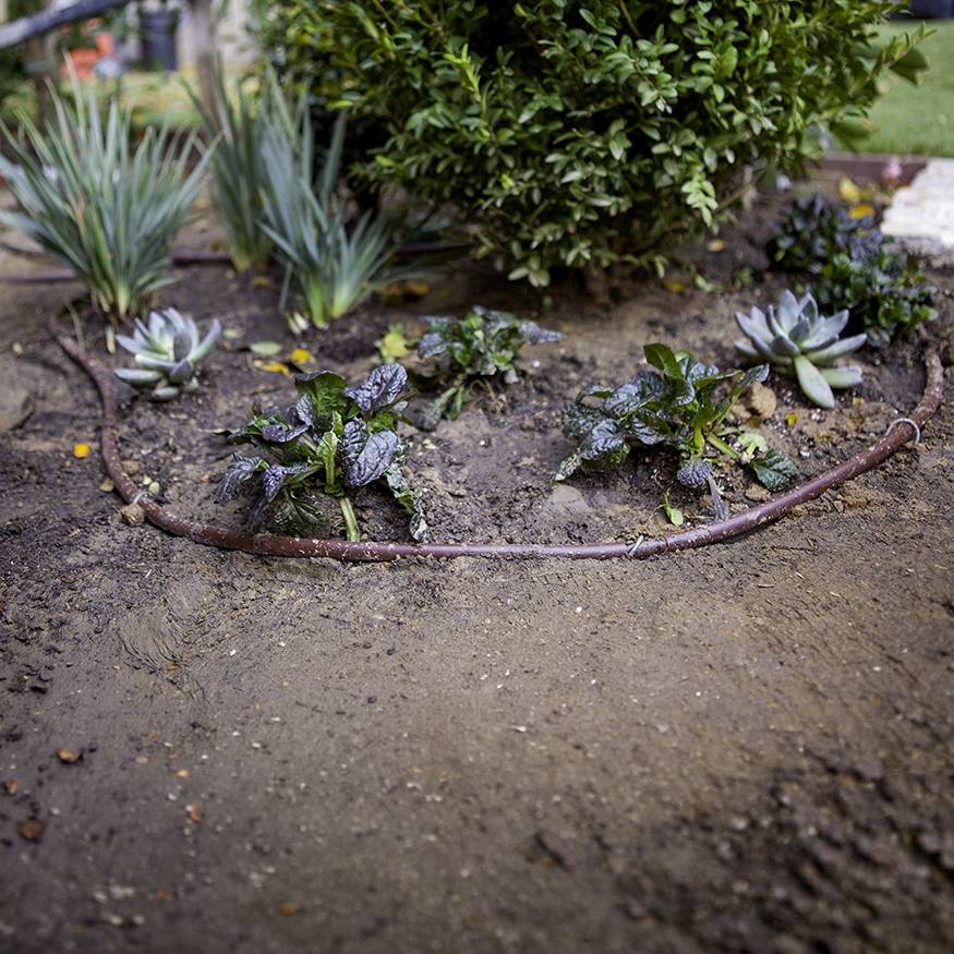 Drip irrigation