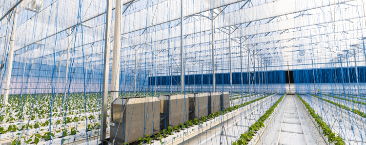 Banner Sustainable Food Production: Indoor Farming in Smart Cities