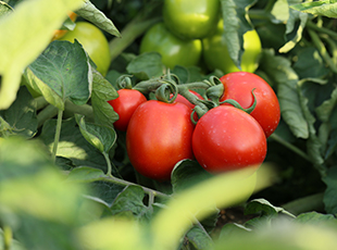 Tomato Production